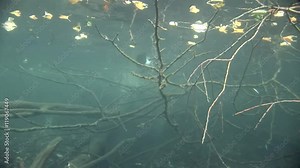 Hemmoor scuba diving germany factory marl quarry trees underwater