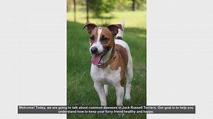 Common Health Issues in Jack Russell Terriers: Tips for a Healthy Pup