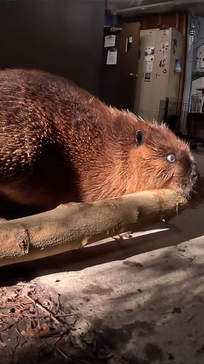 5.4K views · 1.1K reactions | In the Beaver Branch Challenge season finale, wildlife biologist Jade Ashcroft dares the beavers to put down their snacks and pick up a huge log. Plus, we learn about beaver deceivers! | Oregon Zoo | Facebook
