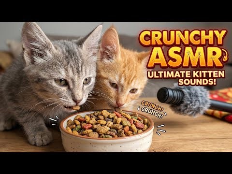 Crunchy ASMR Ultimate Kitten Sounds! Cats Eating Dry Food