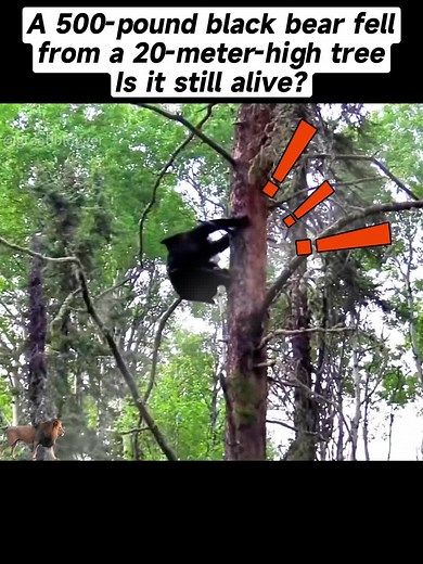 Dramatic Moment: 500-Pound Black Bear Falls from Tree