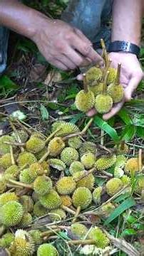Harvesting Mini Durians From the Middle of the Forest