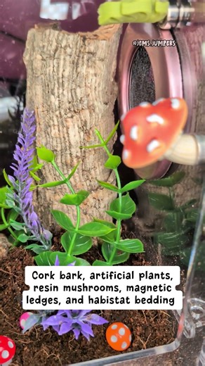 The exact setup every jumping spider needs #jumpingspider #petguide #tutorial