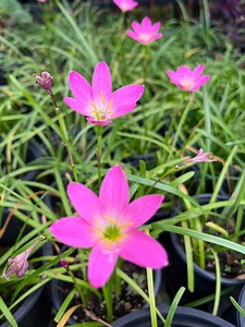 5 Bulb- Rainlily Pink, Zephyr Lily, Fairy Lily, and Rain Flower, Zephyranthes - Etsy