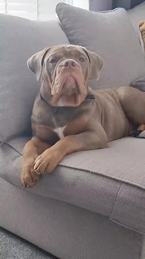 don't i know it!!! #tiktoktrend #foryou #foryoupage #oldenglishbulldog #puppytiktok #puppy #oeb #dogsofttiktok #puppoftiktok #cute #trending #bulldog