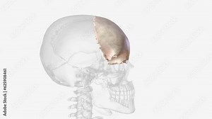 The frontal bone is an unpaired bone that is part of the bony structure that makes up the front and top of the skull