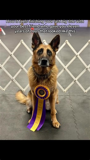 Fae Earns RACH3 Title in Dog Sports