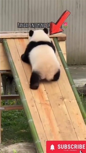 “Cute Panda Eating Bamboo 🐼💖 | So Adorable #Shorts#shortfeed#feedshorts