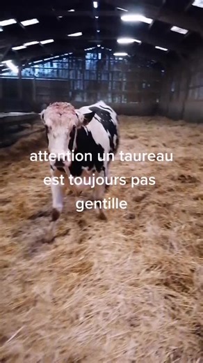 Understanding Cow Behavior in Barn Environments