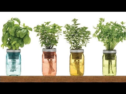 9 Herbs That Regrow in Water – No Soil Needed!