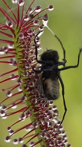 883K views · 4.4K reactions | Bug eating plant wraps tentacles around prey #plants #carnivorousplantsofinstagram | Carnivorous Plants | Facebook