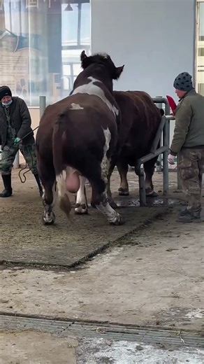 Daily life diary of a rural cattle farmer #1125