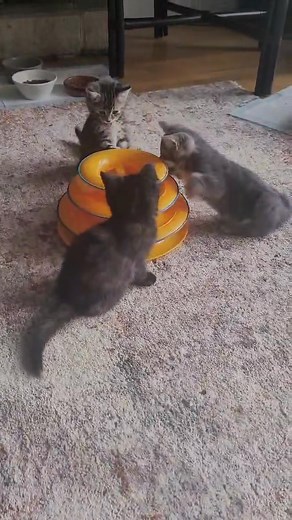 5.8K views · 226 reactions | The new babies at the G3 Summit! Lol  Here are their names: 冀 Grayson - Grey Boy 勺 Georgie - Tabby Girl 勺 Gemma - Tortie/Tabby Girl 勺 Gillian - Tortie 勺 Giana - Tortie | Noelle's Foster Kittens | Facebook