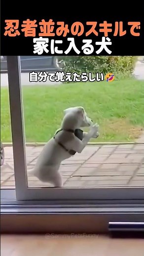 忍者並みのスキルで家に入る犬