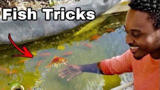 Teaching My Goldfish Tricks – The Journey Begins