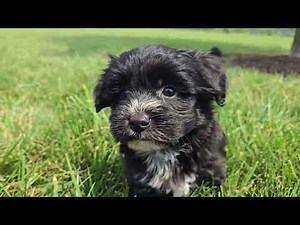 Sweet Yorkie-Chon Puppies at play!