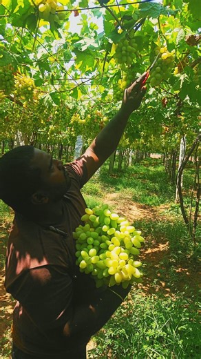 fresh green grapes harvest time
