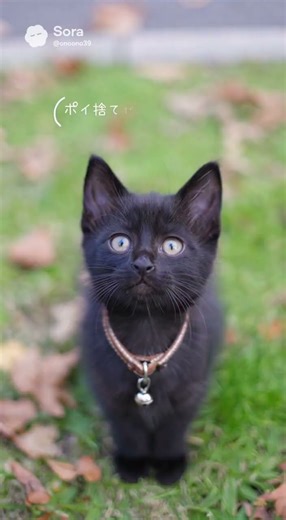 ウチの猫が出演するポイ捨て防止の呼びかけCM作ってみた(AI)