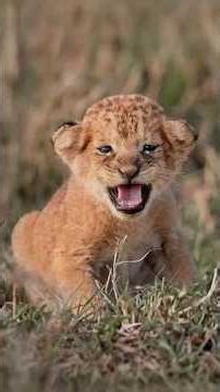 Newborn Lion Cub Calling Out for Its Mother | Maasai Mara National Reserve Kenya #shorts