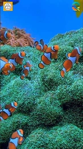 Clownfish Life: Colors of the Reef 🐠✨ #Clownfish #Nemo #FishFacts #OceanLife #Reef
