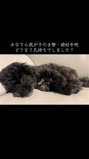 避妊手術について ベア子はまだ避妊手術していません そろそろしないとなと思っています でも、子供ができなくなると考えたら、ベア子の血を受け継いだ子供が欲しいとも思うんです。 同じ気持ちで避妊手術した方いますか？ #犬好きな人と繋がりたい #避妊手術 #マルプー #犬のいる生活 #犬