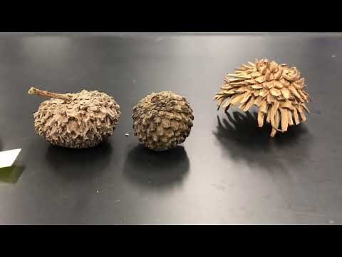 Acorn Identification