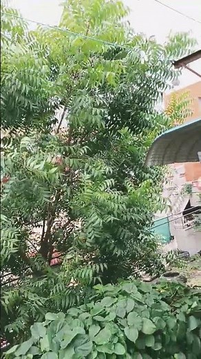 Neem tree