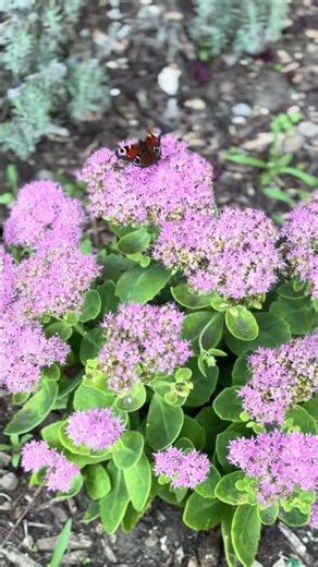 The Magic of Nature: Slow Motion Butterfly Changing Colors 🦋✨