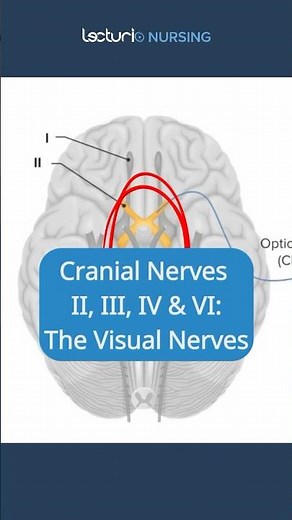 Master The Cranial Nerves That Control Your Vision