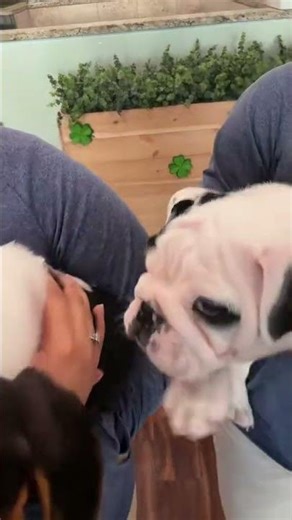 What do you get when you cross a Beagle 🐶 + an English Bulldog 🐾?