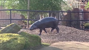A two-year-old female pygmy hippo has found a new home in London Zoo after being moved from Edinburgh to take part in a breeding program | Reuters