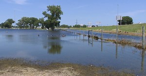 Backyard Farmer: Tomato Plant Pest Kearney Flood Recovery