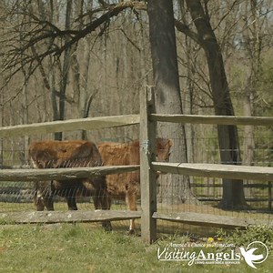 5.6K views · 42 reactions | Here are six creative ways people are communicating with seniors while maintaining social distancing. | Visiting Angels | Facebook