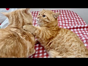 猫は...宝物です！