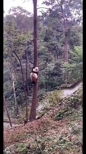 Pandas Climbing Trees: A Natural Talent