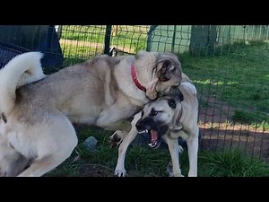 Alpha Male Alert: Watch as this Kangal Dominates His Contender in this Intense Showdown