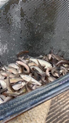 🎣 TWRA Enhances Lake Halford with Fall Fish Stocking! 🐟This week, TWRA partnered with Aqua Service Jones Fish Farm to stock 123,000 golden shiners and 34,000 coppernose bluegill into Lake Halford in Carroll County as part of the Bill Dance Signature Lakes program. These forage fish will provide a thriving food base for sportfish like bass and crappie, ensuring Lake Halford remains a premier fishing destination.💬 “The bass and crappie populations are thriving due to the enhanced forage base,” 
