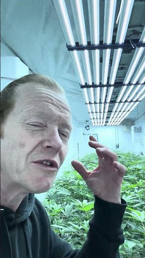 “7 Days In — Under Canopy Results & Why Every Grower Needs Floor Lights”