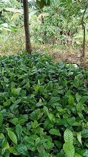 Planting Sumatran Coffee. The rainy season may not be great for my tourism business, but it’s truly a blessing for my farming. Pray for me that my plants grow healthy and bear plenty of fruit, so we’ll be even more motivated to keep developing our farming journey. | Bali Tour Guide