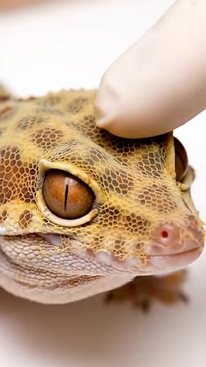 "Don’t Be Scared, It’s Just a Shed!" 😄 #BeardedDragon #SheddingTime #ReptileOwner #LizardGrowth #DragonCare | Bearded Dragon Life