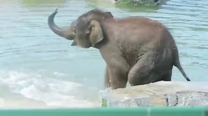 Weee! | Awesome Animals