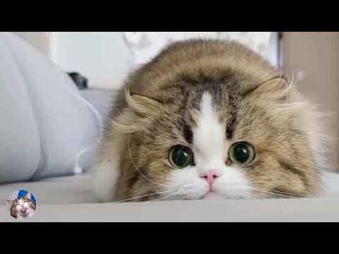 CATS Crazy Antics and Unpredictable Chaos So Funny 😹