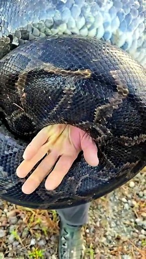 Man vs. Python: A Close Call with a Florida Giant