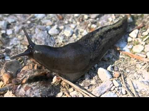 Organism, Population, Community: What is the difference?