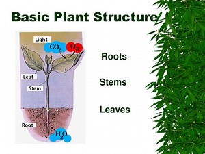 Basic Plant Structure - SlideServe