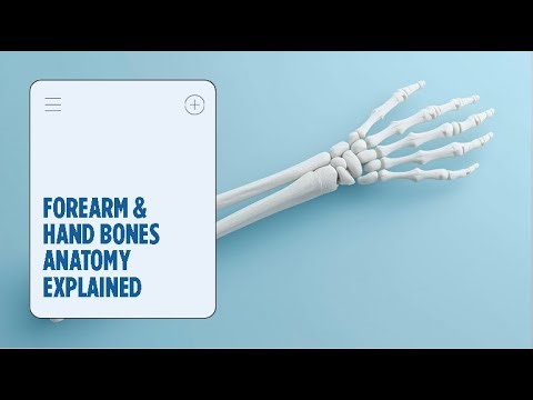 Forearm and Hand Bones Anatomy Explained