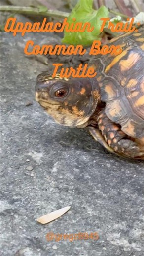 Appalachian Trail: Common Box Turtle