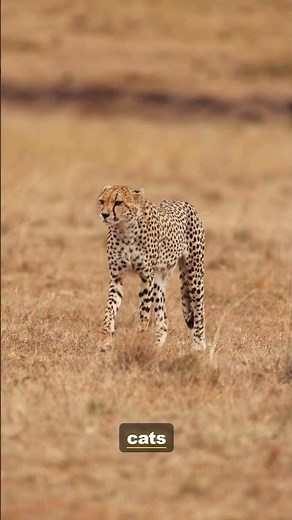 Last of Its Kind: The Cheetah's Fight for Survival | 4K Wildlife