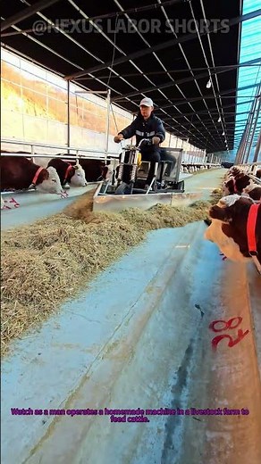 DIY Farm Hack: Genius Machine for Feeding Cattle in Livestock Farm Efficiently
