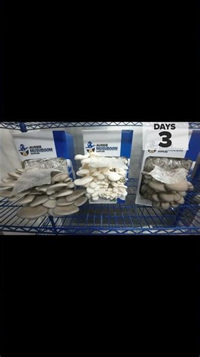 Satisfying Mushroom Growth Time-Lapse! 🍄 Blue vs White vs Chocolate Oysters